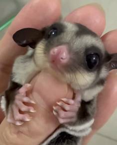 Sugar glider