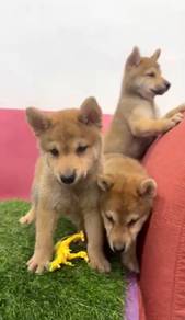 Shiba inu japanese mka and microchip