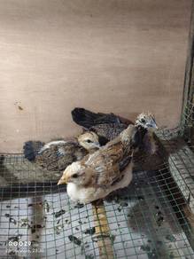 Anak ayam hutan
