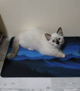 Siamese kitten cat