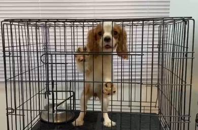 Pure Breed Cavelier King Charles (F) 纯种骑士查理斯王小猎犬