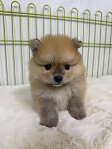 Pomeranian
