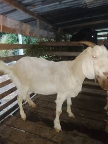 kambing