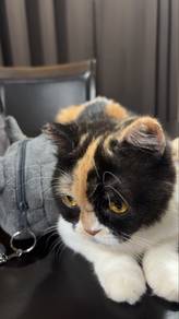 Calico female BSH