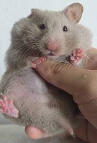 Hamster Syirian
