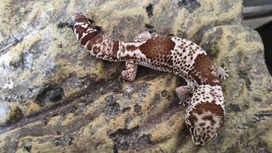Gecko