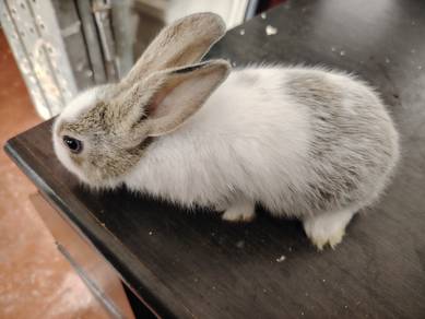Netherland Dwarf 