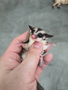 sugar glider SG joey