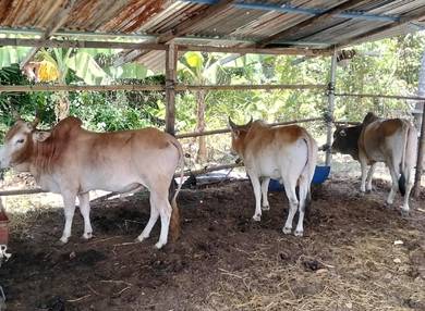 lembu jantan 3 ekor