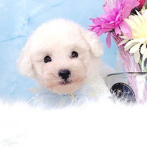 Poodle