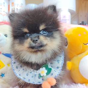 Pomeranian