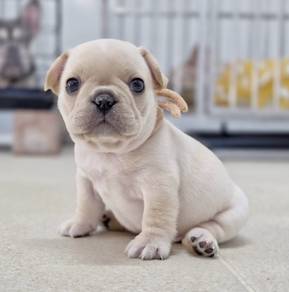 FRENCH BULLDOG PUPPIES VIP295🌻Cute Boy~Girl