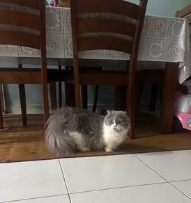 kucing