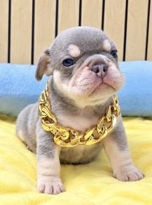 FRENCH BULLDOG PUPPIES VIP140๐ป boy-girl lilac tan