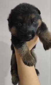 German Shepherd