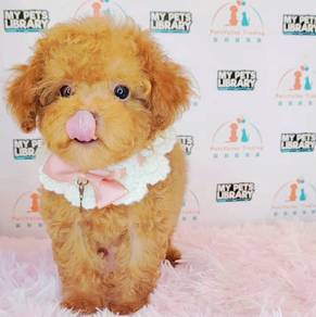 Poodle toy
