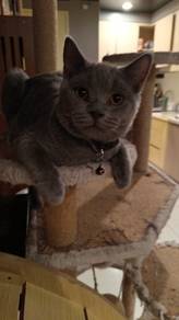 BSH British Short Hair kitten 