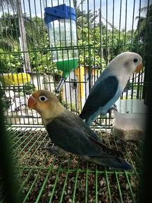 Burung lovebird