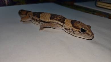 African fat tail