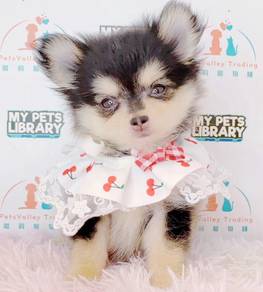 Chihuahua