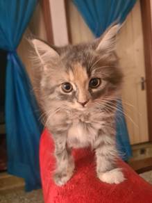 Mainecoon kitten Mix