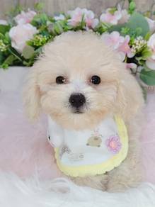 Bichon