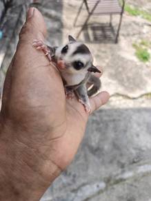 white face sugar glider