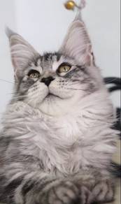 Mainecoon