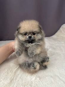 QWW1255 Tiny Pomeranian puppies