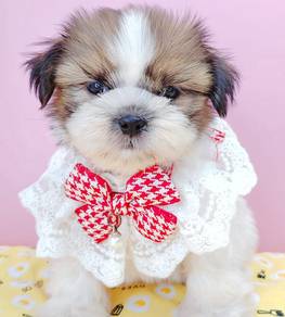 Shih Tzu