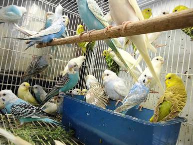 burung baji c