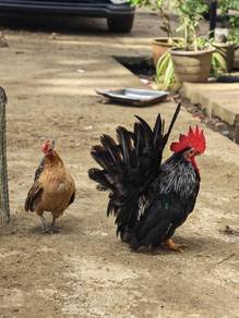 Ayam Katik