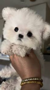 Mini Bichon -Female 