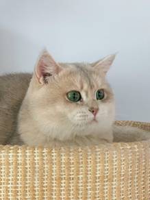 British Shorthair