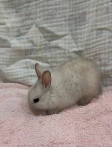 Rabbit Netherland Dwarf