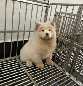 Pure Chow Chow puppy