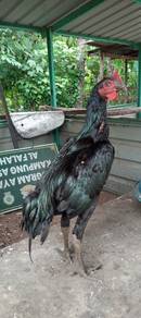 ayam