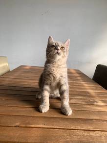 British Shorthair BSH Kitten
