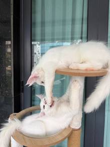 mainecoon kitten purebred