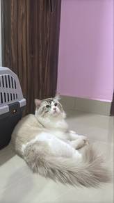Ragdoll Male
