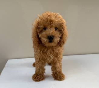 Toy Poodle 