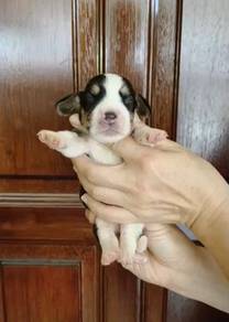 Beagle Male MKA Cert High Quality