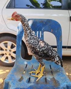 Ayam batang kaki 