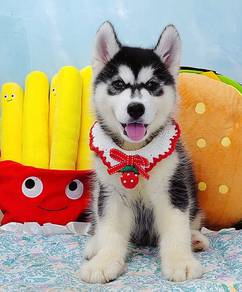 Wooly Husky