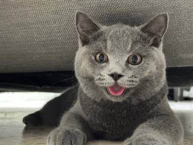 British shorthair bsh 