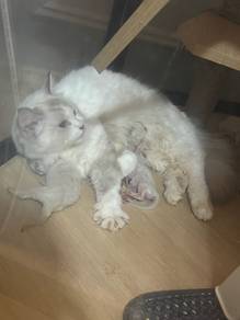 kitten ragdoll