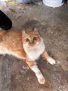 Kucing amerik curl