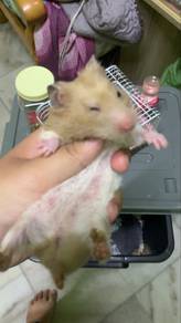 hamster