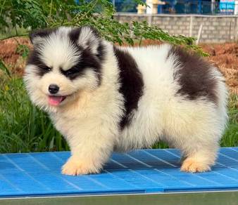 Wooly Husky Male Puppy 1