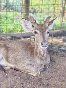 Timorensis Deer